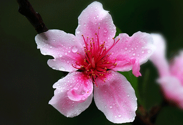 1456726686812666.png 2010032808515651562.png